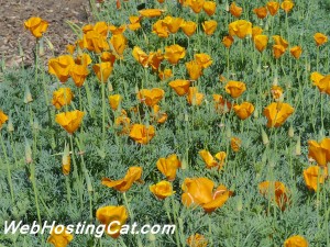 How to Host Multiple Domains