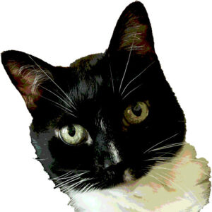 Web Hosting Cat Favicon